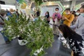 泰国曼谷大麻展-亚洲国际大麻论坛AIHEF(Asia International Hemp Expo & Forum)2026年票务信息