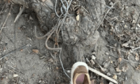 “鞋底被彻底刺穿”！北京一市民山中游玩，左脚突遭强力捕兽器咬合