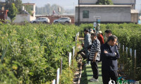 云南元谋这场博览会颇具乡土气息