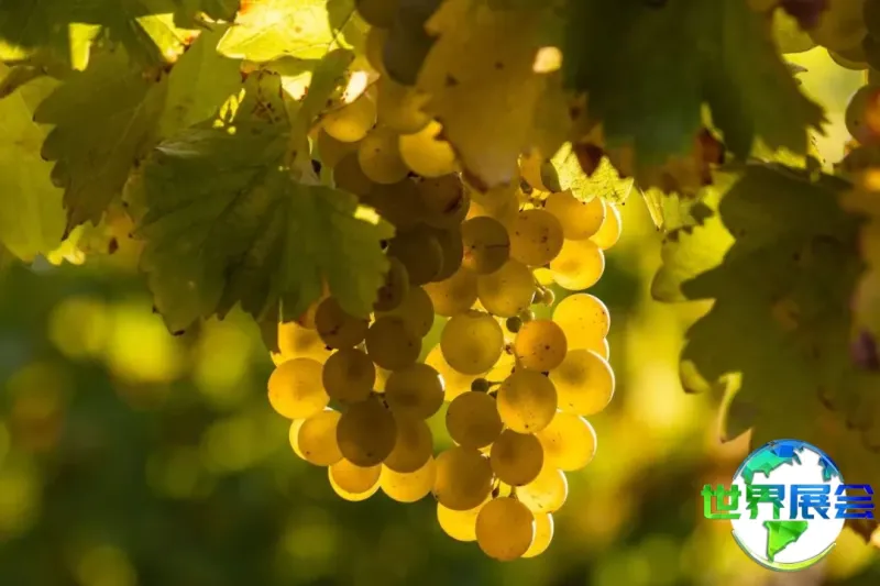 Wine-Guide-101-Sauvignon-Blanc-FT-BLOG0922-2000-b06eb781fedc46e2a33cfcbcc885bfc0.jpg