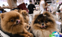 2026年香港宠物用品展（Premium Pet Supplies Expo）参展指南（时间地点/观众预约）
