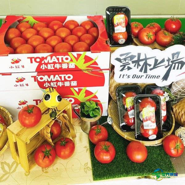 海峡两岸食品展亮相 真空玉米肋条引领便捷饮食新潮流