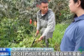 按吨销售转向按杯销售 云南精品咖啡香飘全球