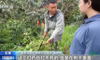 按吨销售转向按杯销售 云南精品咖啡香飘全球