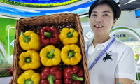 一颗彩色甜椒的“跨境旅程” 探秘新疆风味如何征服中亚食客的味蕾