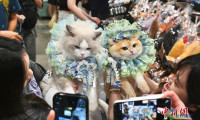 香港猫迷博览会开幕 逾400展位迎接爱猫人士