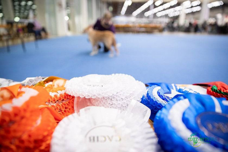 赫尔辛基国际狗狗展芬兰犬展评委变更公告