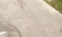 广西博白一条乡道长期有人丢弃死猪气味难闻 镇政府：系个别养殖户行为