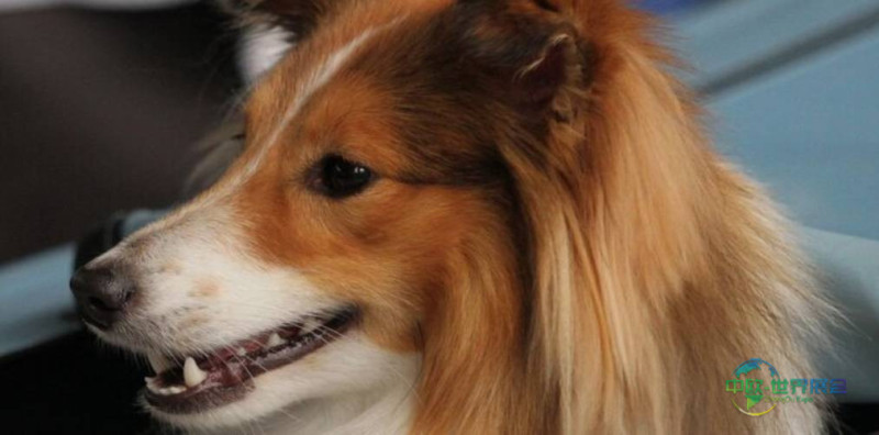 捷克布尔诺国际名狗展 INTERNATIONAL DOG SHOW 2026即将开幕,敬请关注