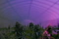 泰国曼谷国际大麻展览会：亚洲国际汉麻博览会暨论坛2026曼谷聚焦增长
