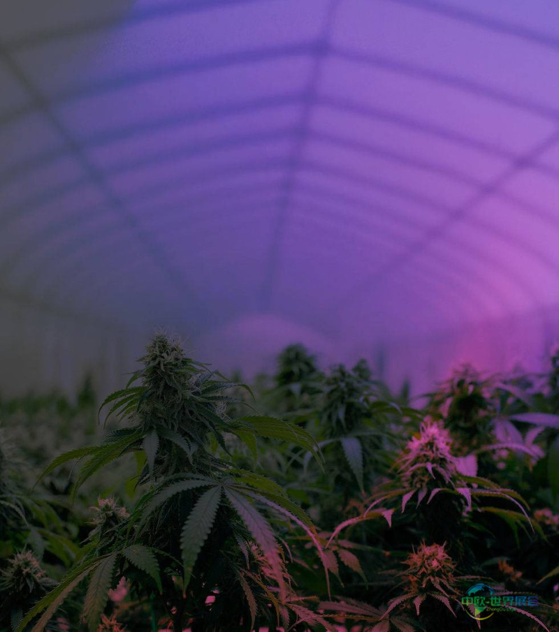 泰国曼谷国际大麻展览会：亚洲国际汉麻博览会暨论坛2026曼谷聚焦增长