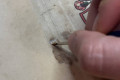 巴黎文化遗产沙龙展 艺术修复师里科尔获青年手工艺人才奖 将首展文化遗产沙龙